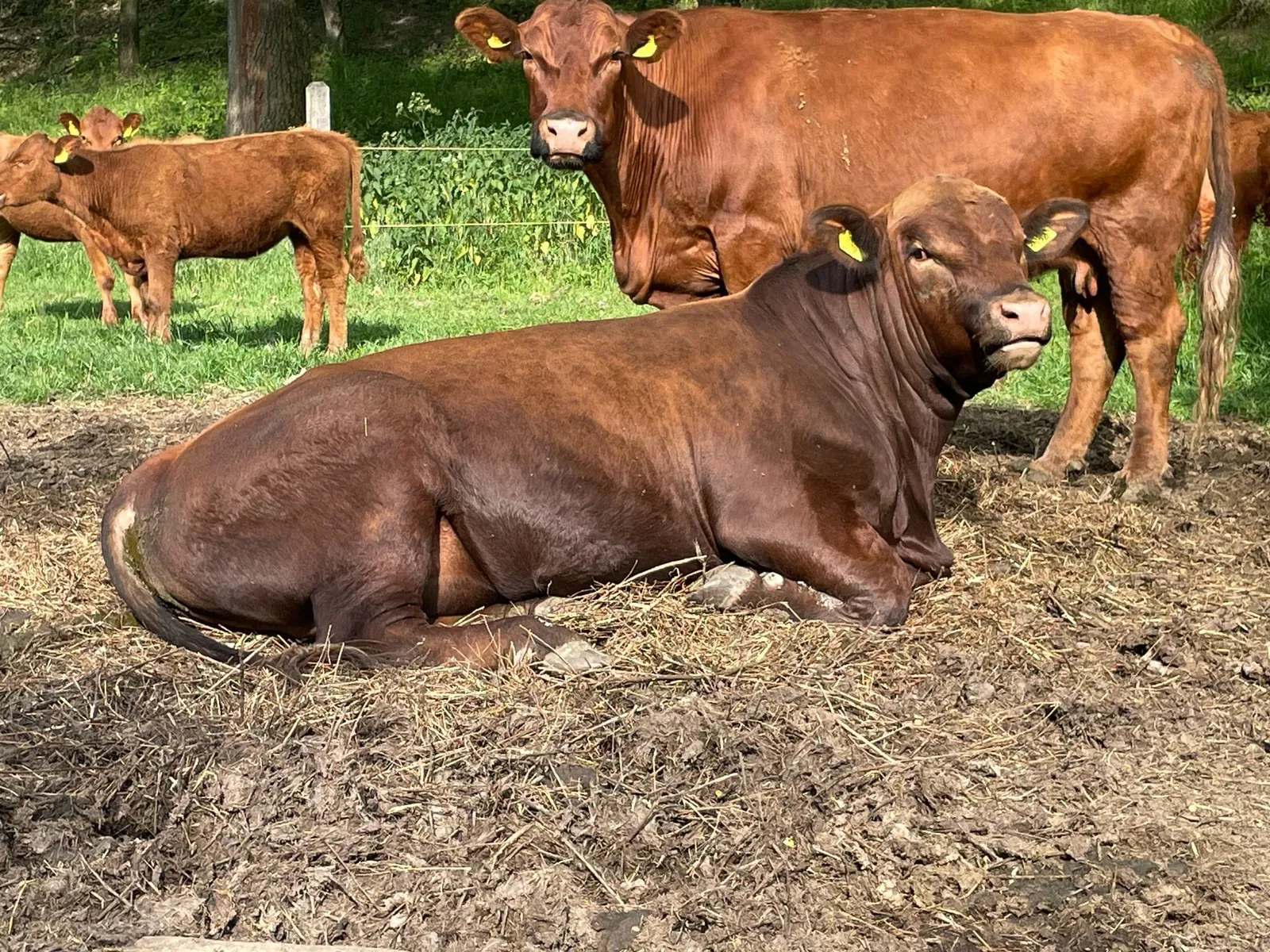 Rast in der Mittagssonne
