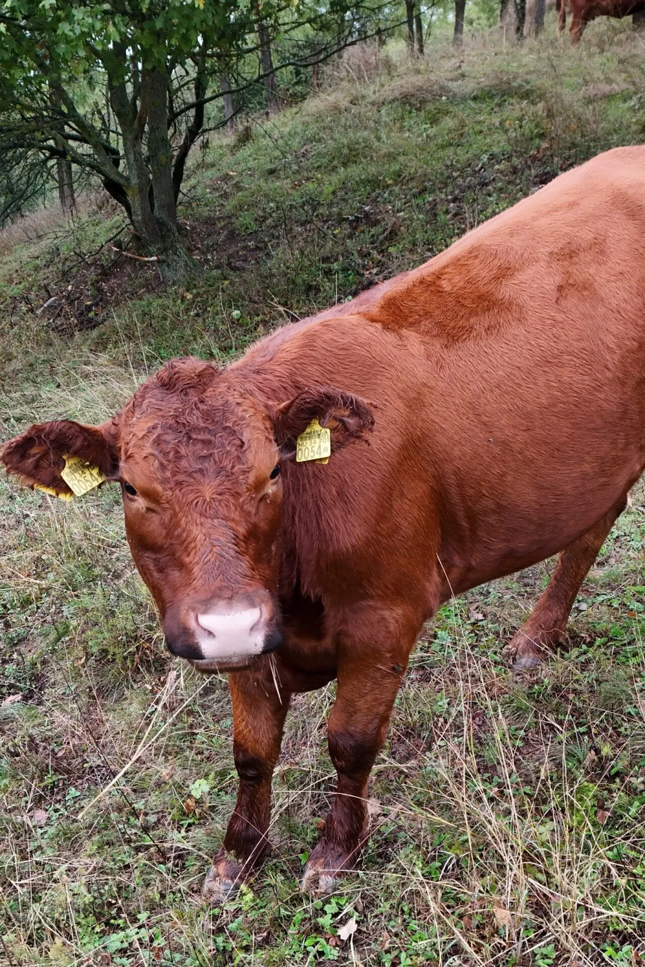 Unsere Tiere wachsen auf der Weide auf